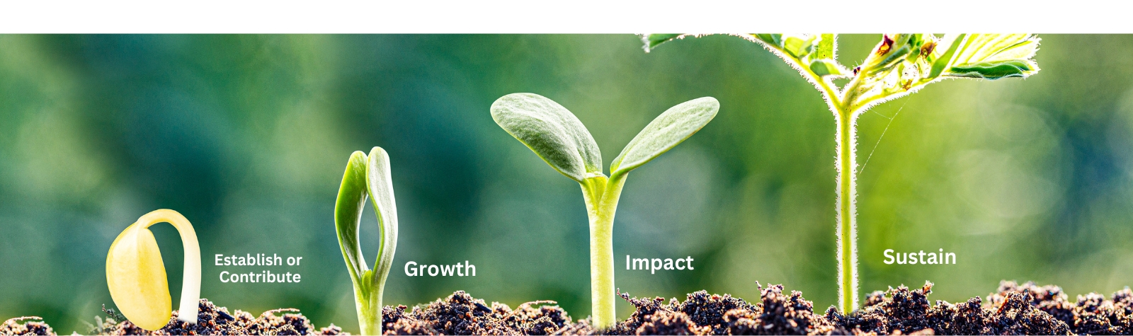 What is an Endowment Fund? And Why it Matters In Squamish